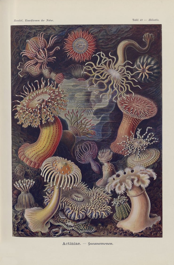 Jellyfish II Poster Jellyfish II Poster